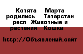 Котята,21 Марта родились  - Татарстан респ. Животные и растения » Кошки   